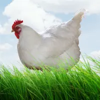Home 1 Broiler chicken alive Farm gate