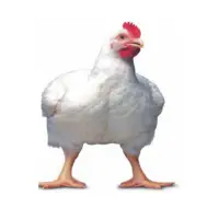 Home 3 Broiler chicken alive Retail