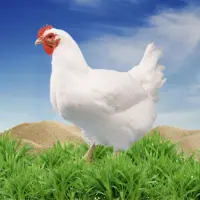 Home 2 Broiler chicken alive Wholesale