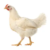 Home 19 Broiler chicken in Pakistan – commonly used meat type with fast growth