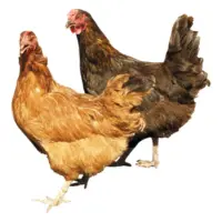 Home 21 Desi or free-range chicken in Pakistan – natural growth, healthier meat option