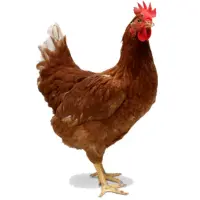 Home 10 Desi chicken rate data for today in Pakistan – detailed price list