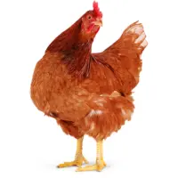 Home 11 Latest desi chicken price in Pakistan today – fresh market rates