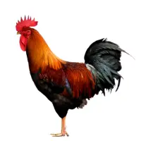 Home 9 Desi chicken rate today in Pakistan – updated live price