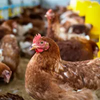 Home 20 Layer chicken in Pakistan – mainly used for egg production, less for meat