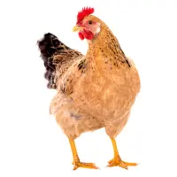 Home 8 Pakistan desi chicken rate today – current market price per kg