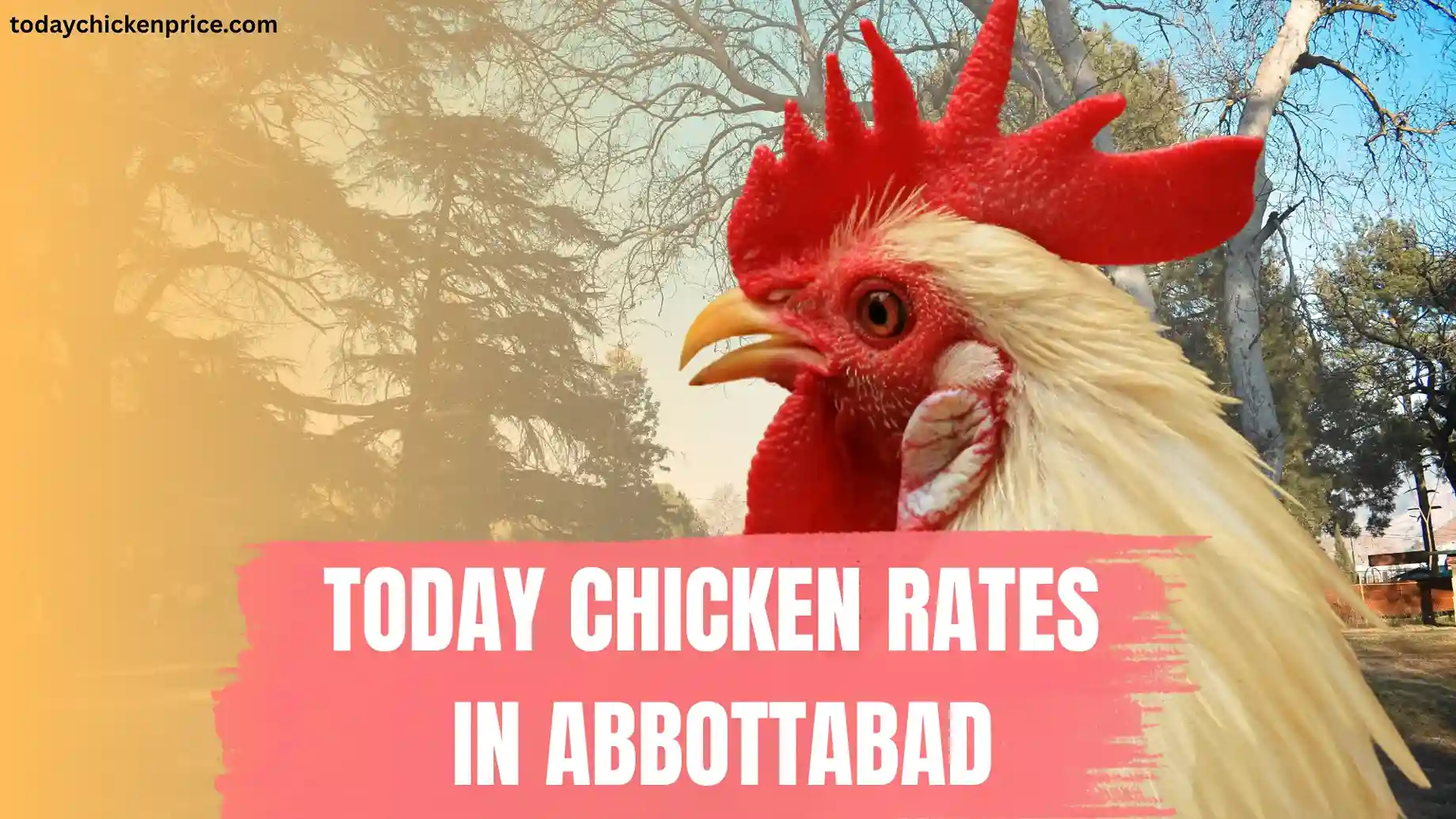 Today chicken rate in Abbottabad 1 Chicken rate today in Abbottabad - latest