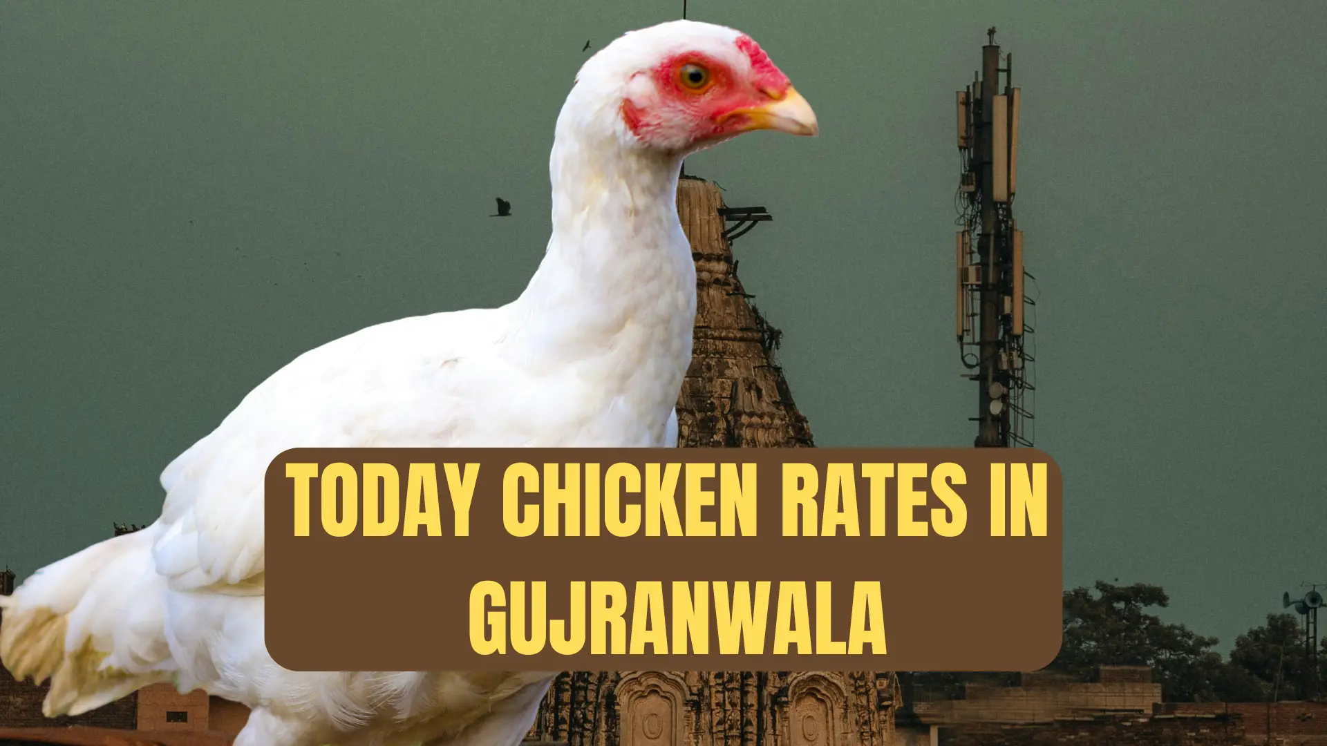 Today chicken rate in Gujranwala 1 Today chicken rate in gujranwala - latest