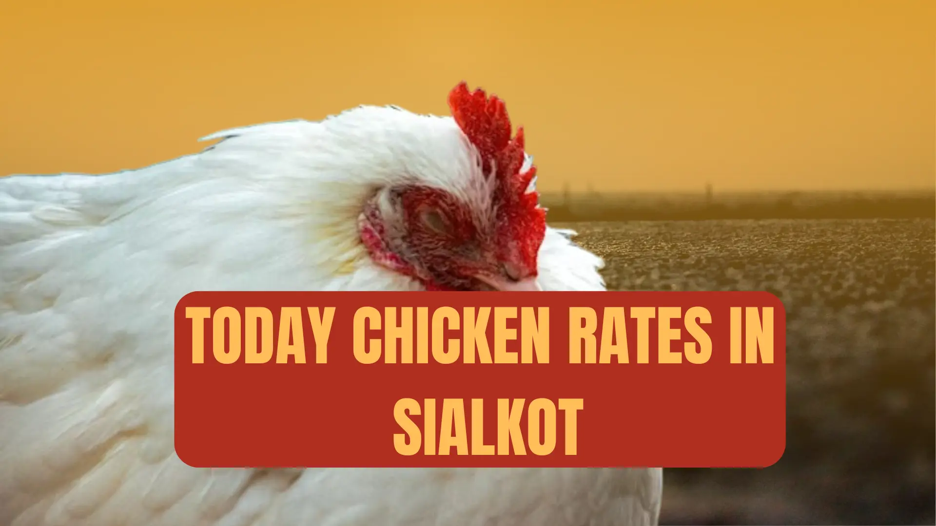 Today chicken rate in Sialkot 1 Chicken rate today in Sialkot- updated