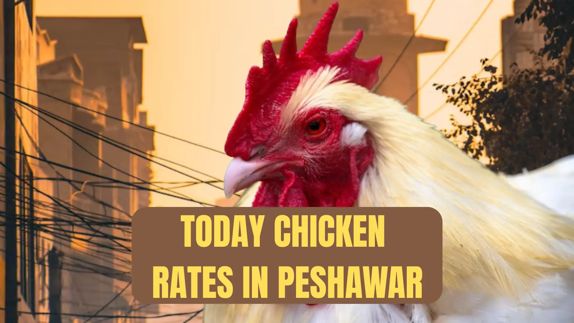 Today Chicken Rate in Peshawar 1 Chicken rate today in Peshawar- updated