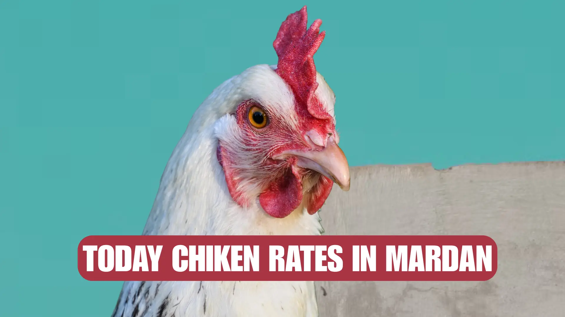 Today Chicken Rate in Mardan 1 Chicken rate today in Mardan- latest rates