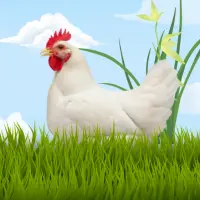 Broiler chicken alive Farm gate in Pakistan