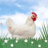 Broiler chicken alive Wholesale - Pakistan